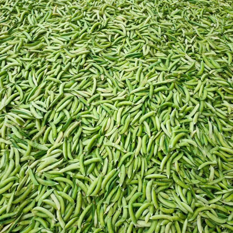 [干豌豆批发]本地大白豌豆好吃的很价格1.60元/斤 - 一亩田