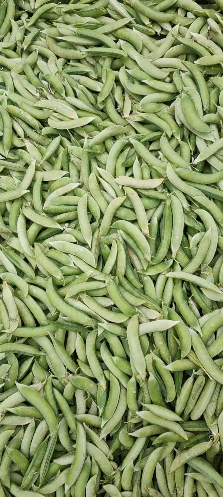 [干豌豆批发]本地大白豌豆好吃的很价格1.60元/斤 - 一亩田