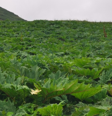 [大黄苗批发]陇南大黄苗 马蹄大黄大黄苗 提供技术指导 欢迎联系价格