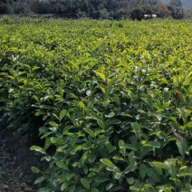 大量供应一年生深山含笑小苗，一年深山含笑杯苗