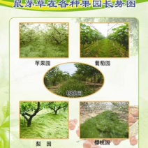 鼠茅草是果园茶园的优质绿肥品种，一件代发