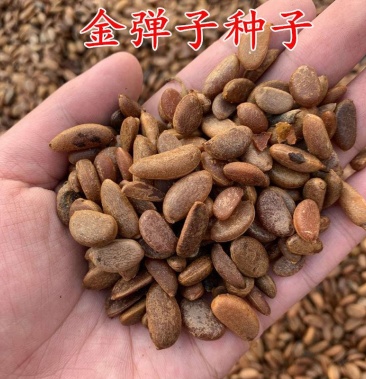 新采金弹子种子鸡血红老鸦柿种子梨形葫芦果灯泡型盆景盆栽