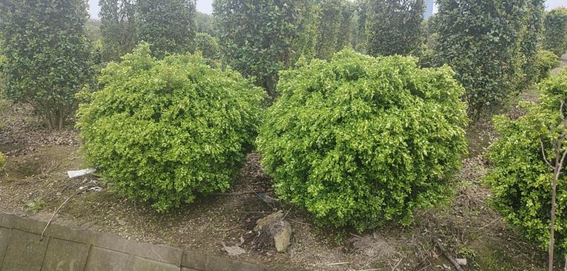 全国各地茶花苗木基地