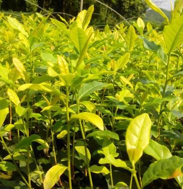 供应茶苗龙井茶苗,黄金茶苗中黄茶苗金牡丹茶苗白茶苗两年苗