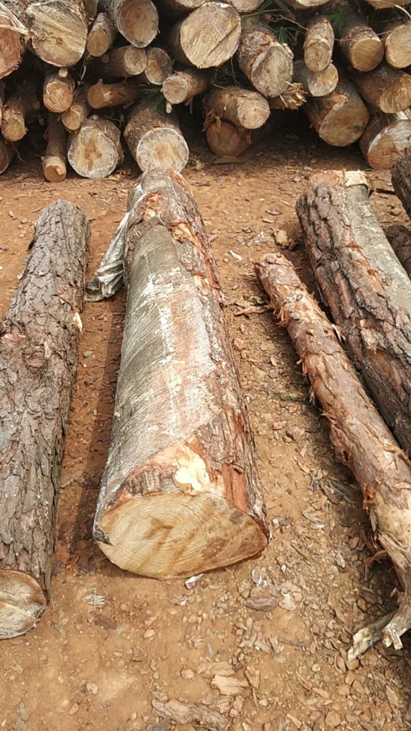 广西百色市马尾松原木