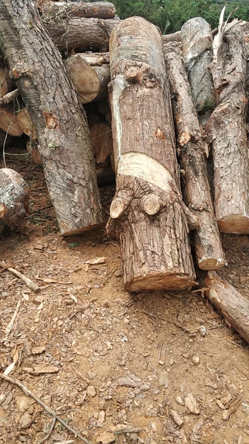 广西百色市马尾松原木