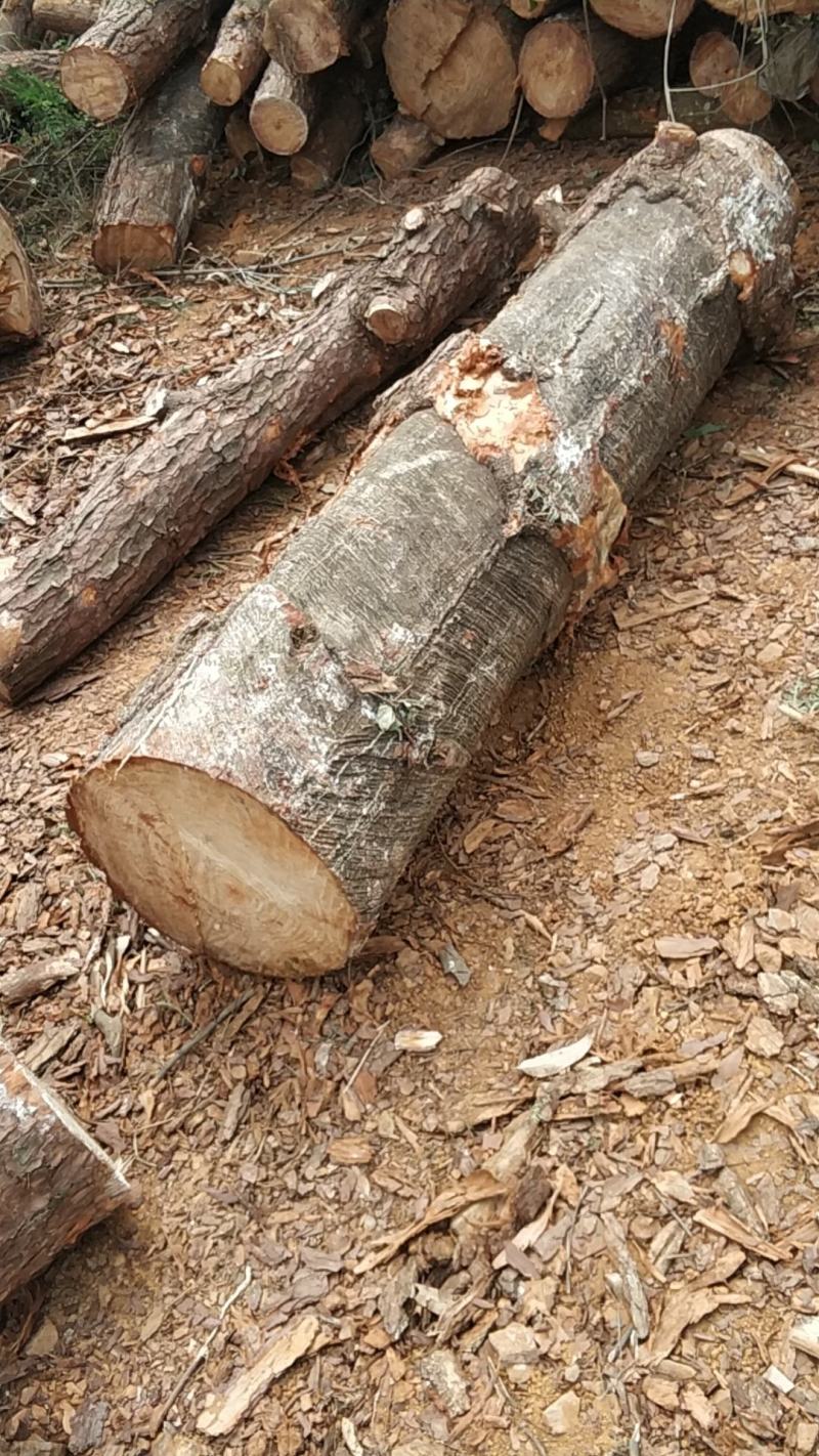 广西百色市马尾松原木