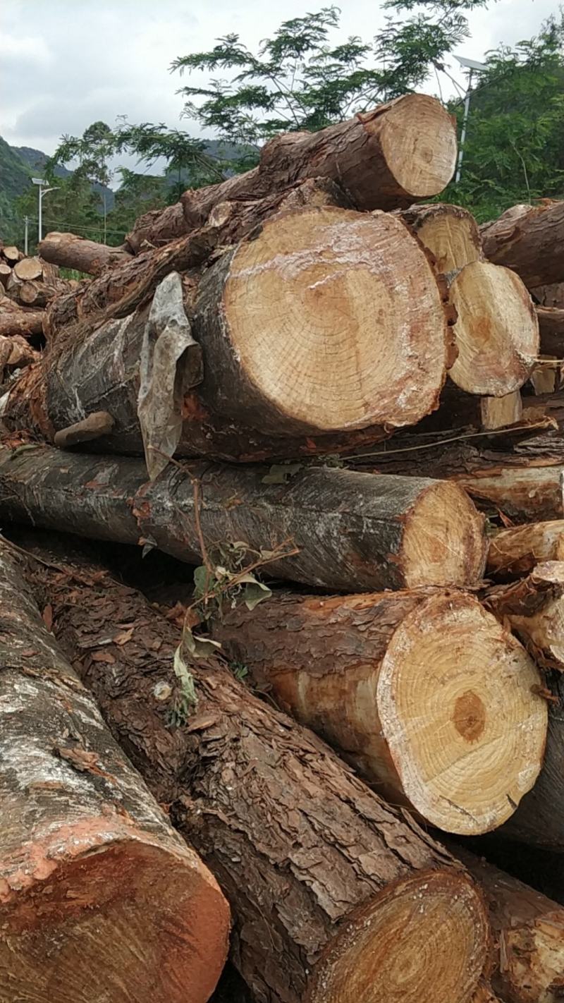 广西百色市马尾松原木