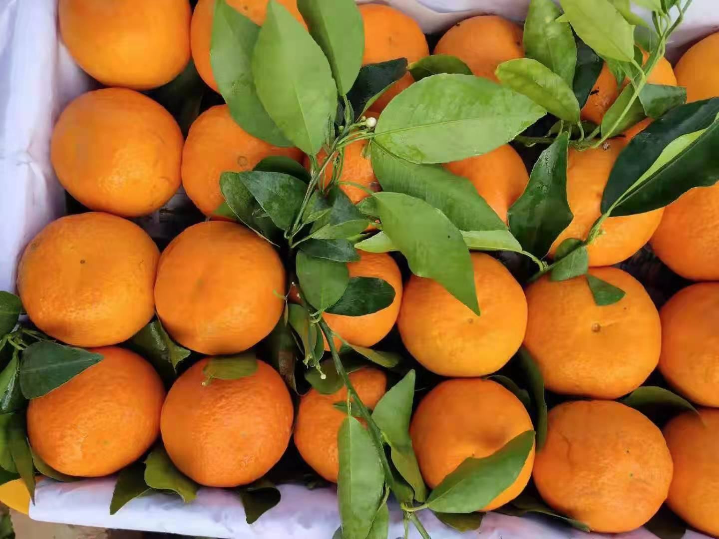 新鲜柑桔特写展示图