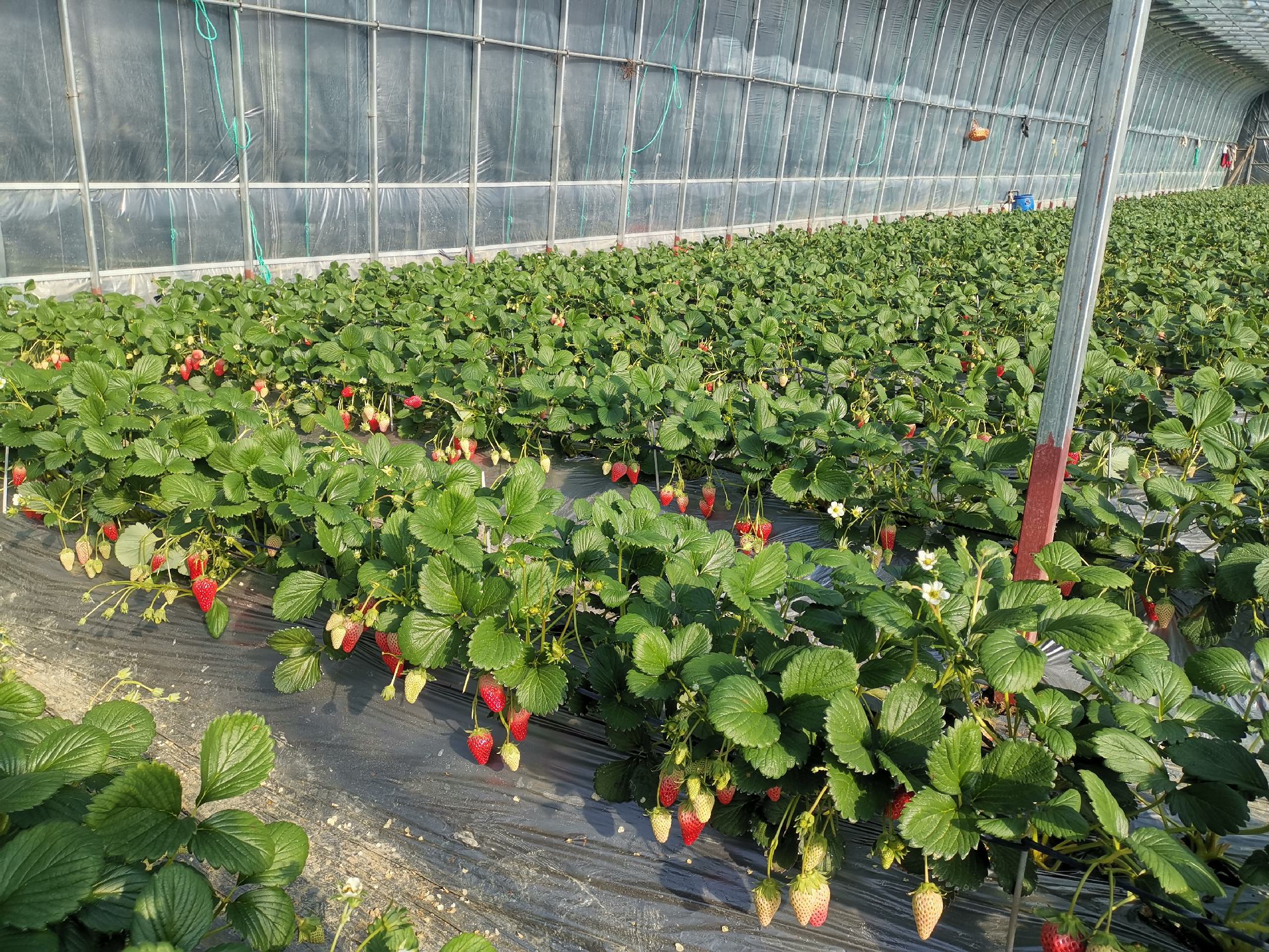 无籽红提分区域标准化栽培场景对比