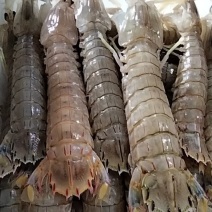 速冻皮皮虾，特肥带膏的皮皮虾来了