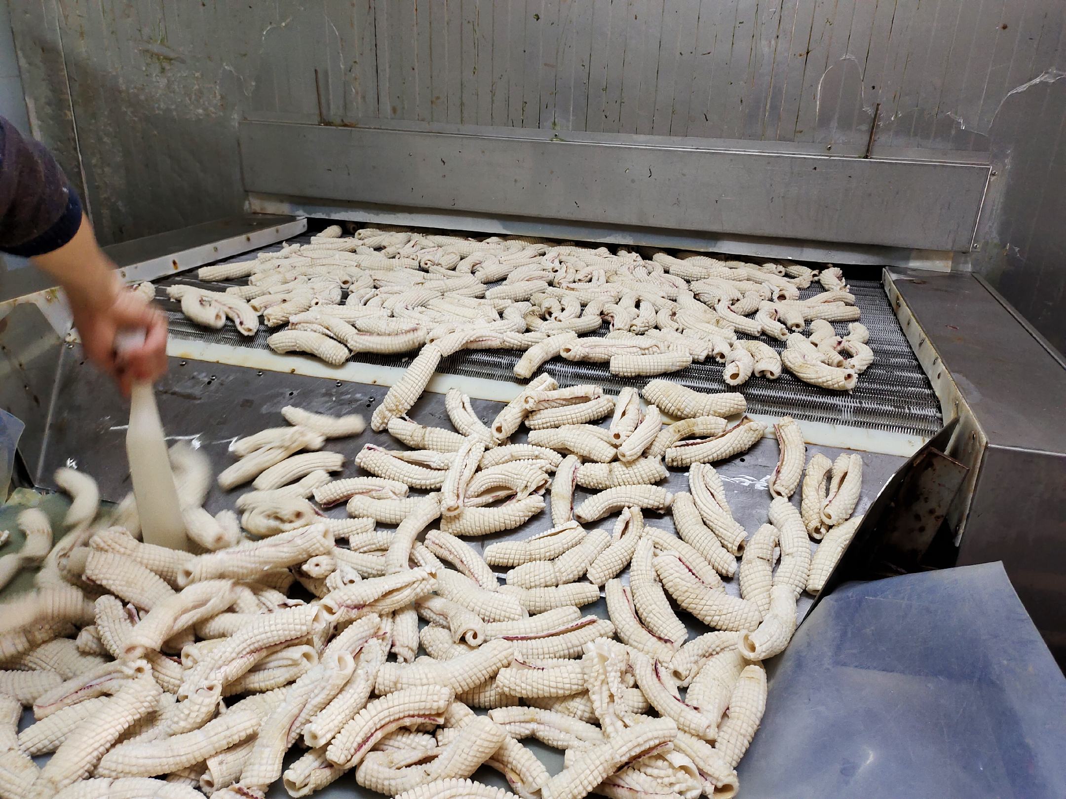 现代化鱿鱼加工厂内部场景