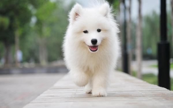 一只白色的成年萨摩耶犬坐在干净的地垫上,面前摆放一小碗切好的金黄色枇杷果肉,旁边有一把儿童用小勺和一个空碟子,主人蹲在一旁温柔地看着它进食,背景为温馨的家庭客厅环境 萨摩耶犬食用水果场景示意图