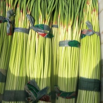 河南杞县早熟蒜薹，2021年新品