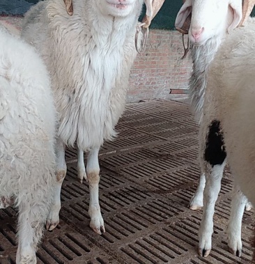 中华国宝小尾寒羊精品种公羊繁殖多胎绵羊年产两窝一窝可达3