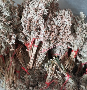 广西马山野生干密蒙花