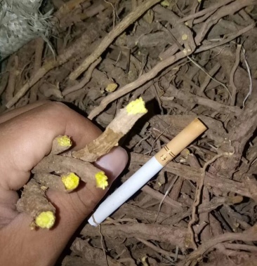 小黄芩,需要联系大量