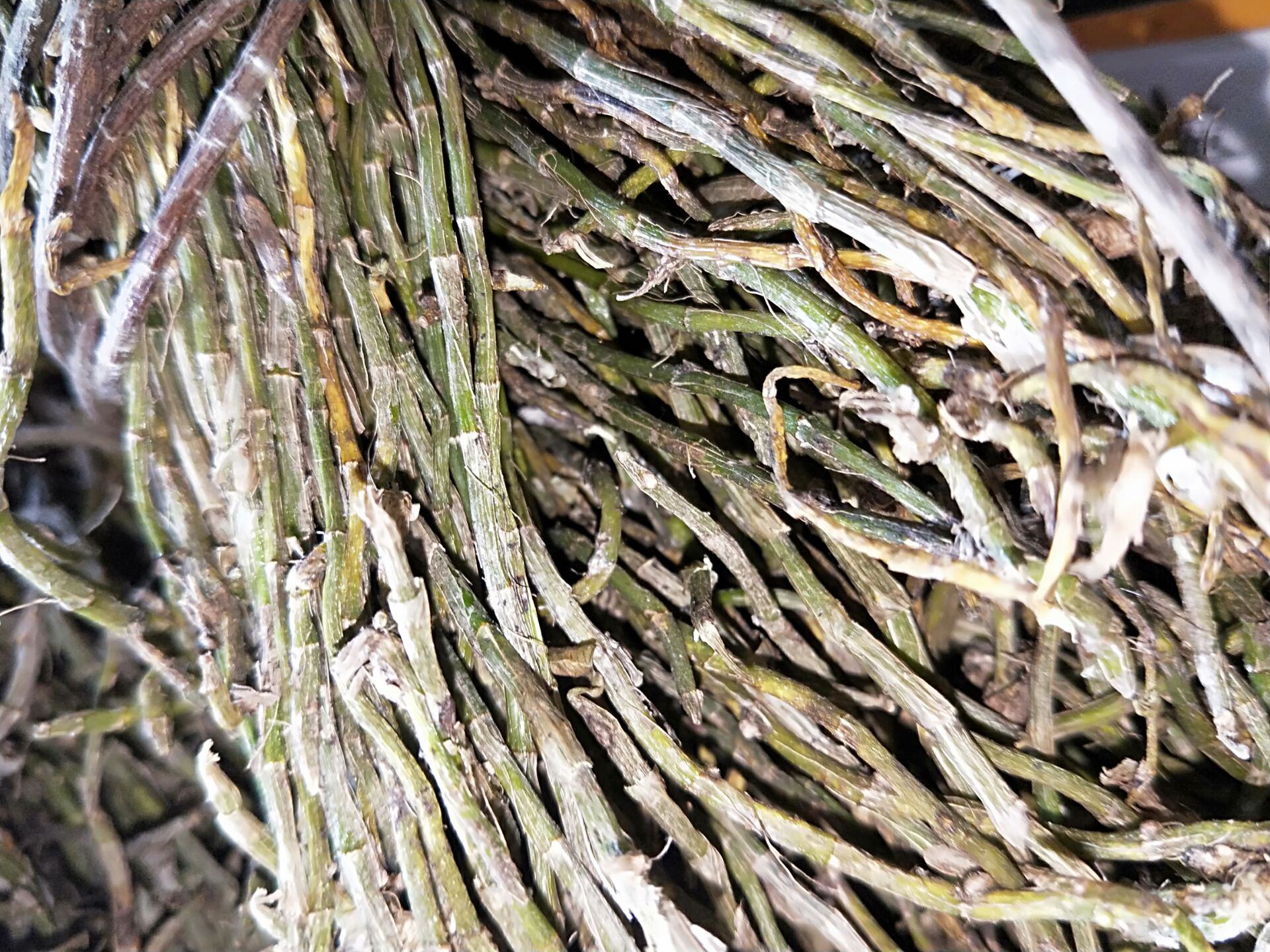 黄芩与枯芩对比图