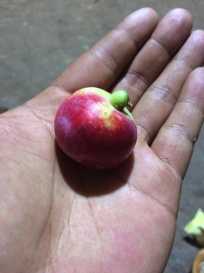 云南海棠果小苹果花红果子孕妇果子