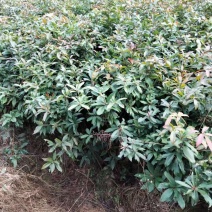 木荷大量供应木荷小苗