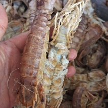 渤海湾琵琶虾爬虾熟冻品当地货有肉一手货源网红电商专卖