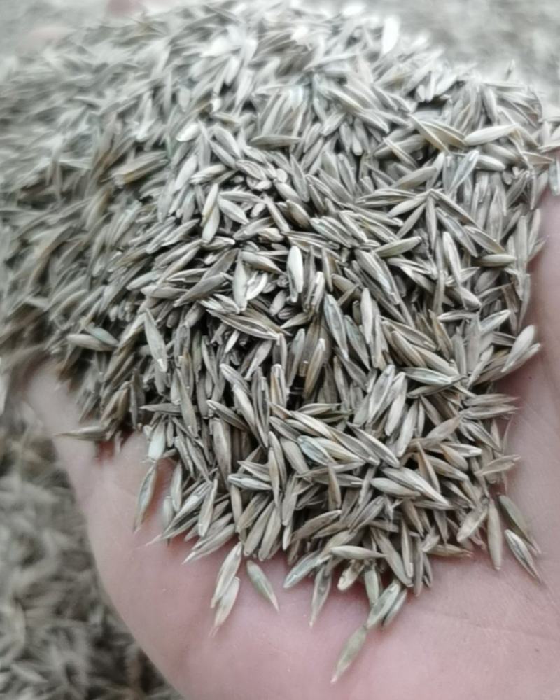 草坪种子多年生四季青马尼拉百慕大地毯草可以四季种子包发芽