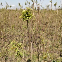 椤树江西椤树小苗各种规格大量供应