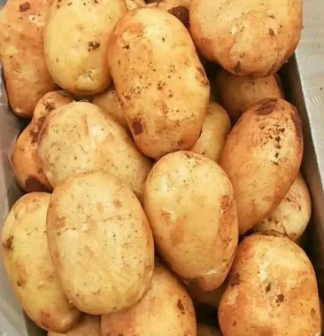 红土土豆丽薯88v8