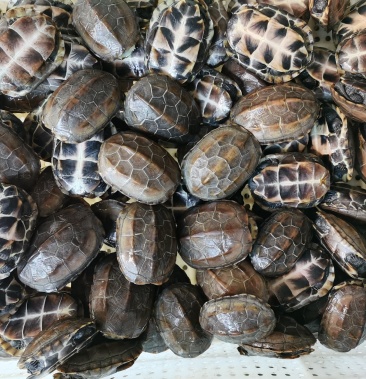 外塘中华草龟黑腹放生龟大量批发