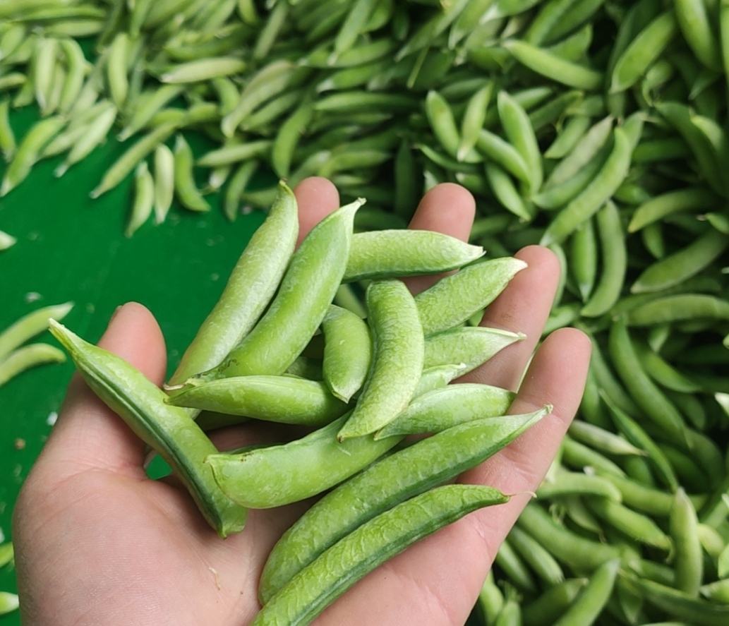 青豌豆的营养价值