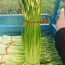 大量供应，白帽蒜苔，代发全国