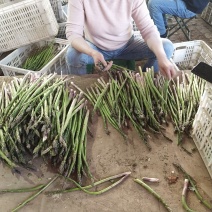 漯河芦笋基地新鲜采摘