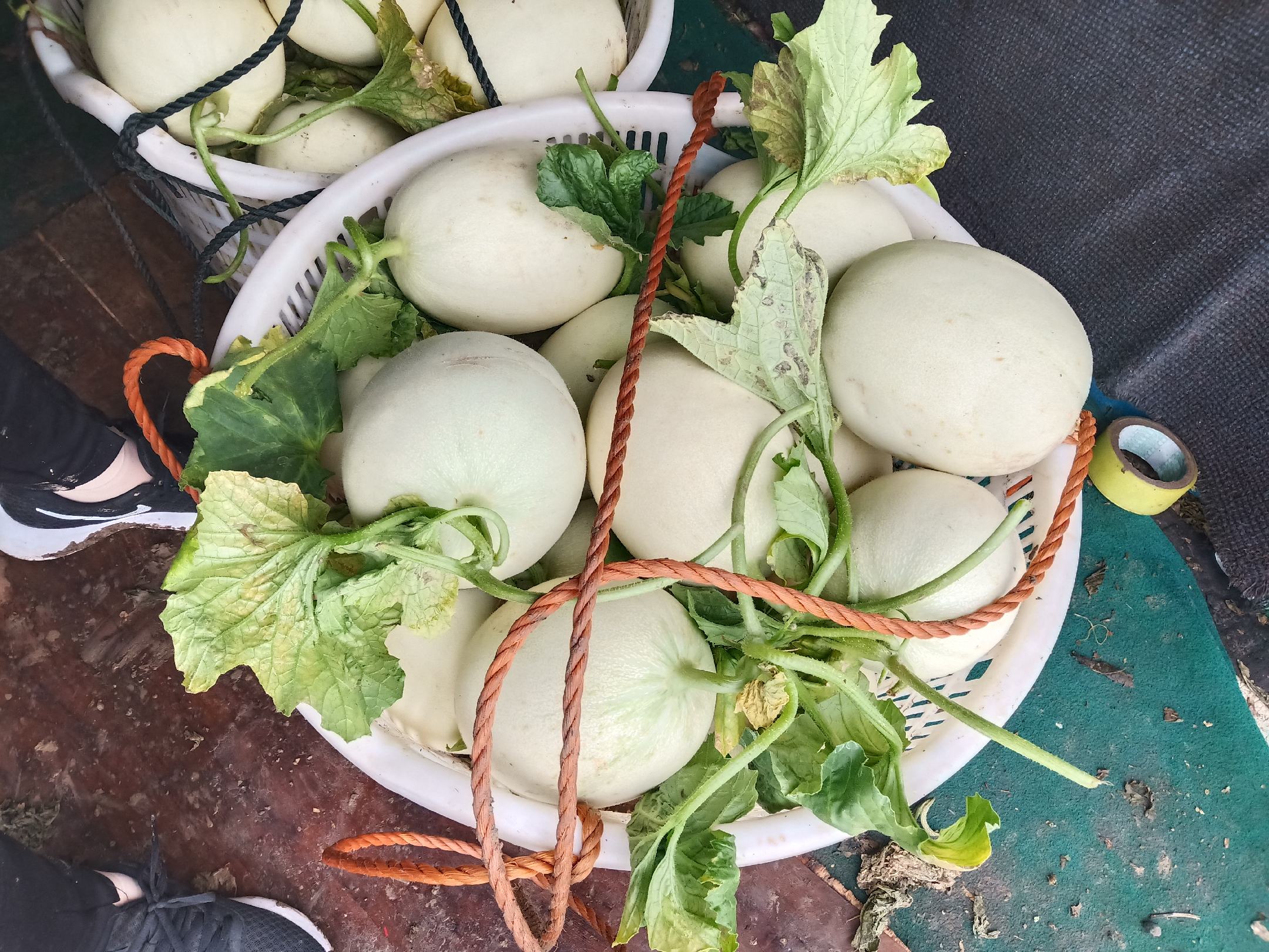 一排排整齐的大棚延伸至远方，农民正在采摘成熟的翠梨甜瓜，筐内果实翠绿饱满