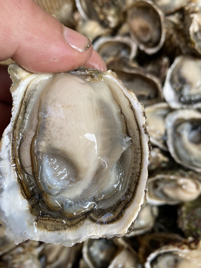 [生蚝批发]山东乳山生蚝爆款新鲜带壳三倍体 现捕现发 常年供应价格4.