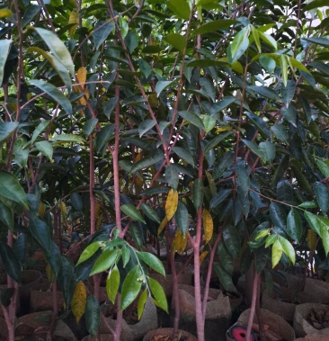 [沉香树苗批发]红金猊,黑珍珠品种一代奇楠大苗1.2～1.5米大苗价格40.