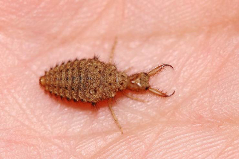 野生蚁蛉幼虫蚁狮地牯牛