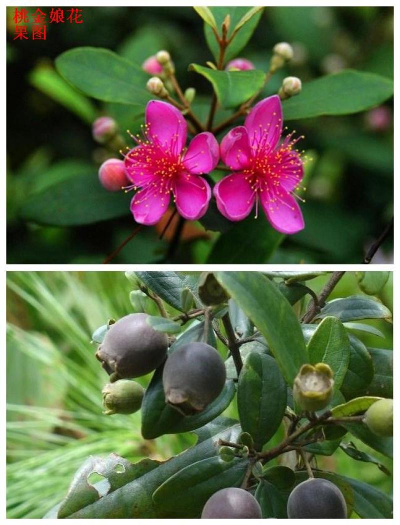 桃金娘大树稔子树桃金娘盆景