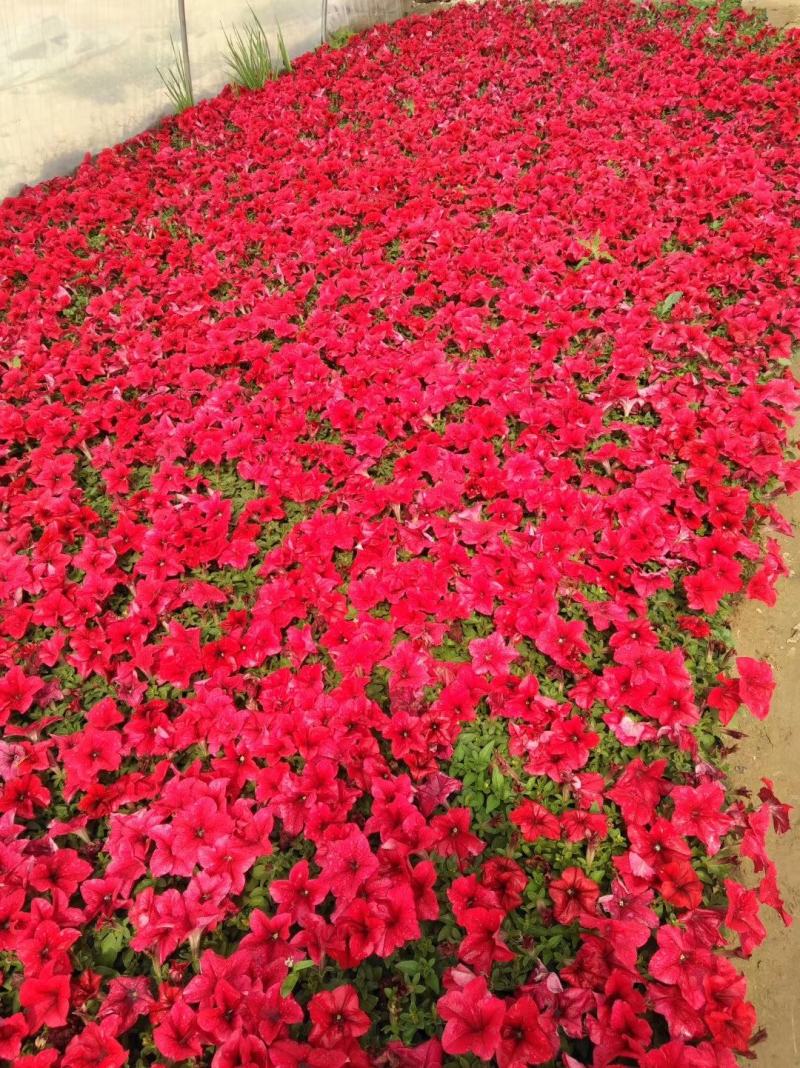 西安草花种植批发基地图片