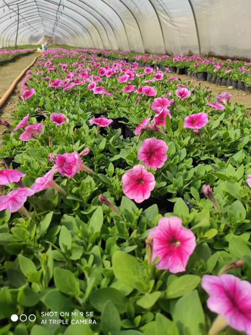 西安草花种植批发基地图片