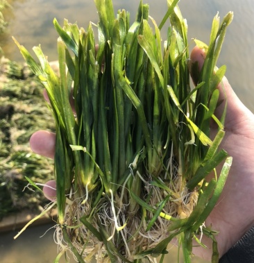 正宗四季矮生苦草四季不死6000颗包邮