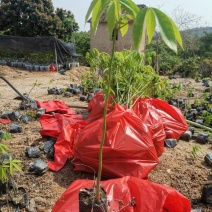 美人树小苗（8公分袋子）