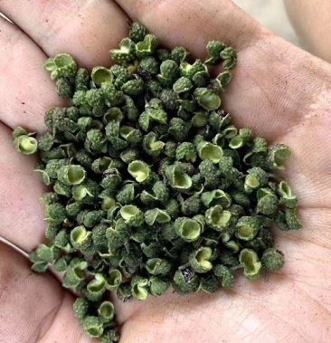 绿麻椒到货,江津货,重庆产区,开口90,颜色好没刺没杆子