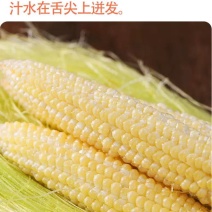 新鲜玉米笋番麦笋玉米芯玉米崽嫩玉米迷你玉米水果包邮。