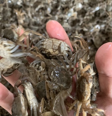 盘锦河蟹蟹苗公母统货
