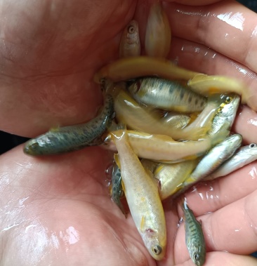 三文鱼 金鳟鱼苗 虹鳟鱼苗 基地直供 全国批发