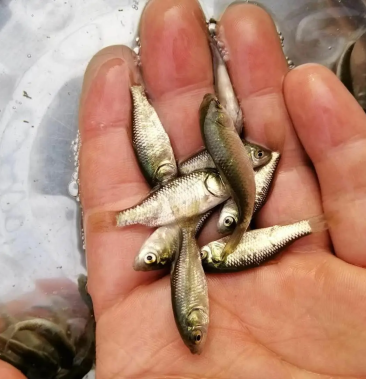 [银鲫鱼苗批发]鲫鱼苗中科三号,中科五号鲫鱼苗,水花,鱼苗渔场直供