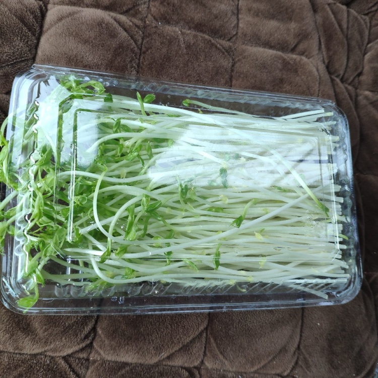 豌豆芽芽苗菜新鲜蔬菜豌豆苗