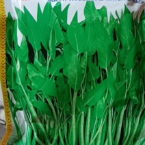 中蔬三叉空心菜种子，一籽三叉空心菜新品种,叶片大梗粗为淡