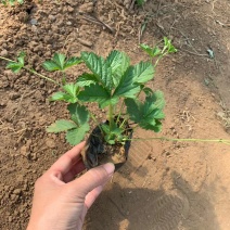 委陵菜，矮陵菜矮零菜五叶委陵菜，三叶委陵菜