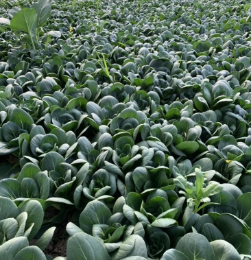 矮脚青菜上海矮脚青七宝青